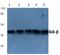 NFKB Inhibitor Beta antibody, AP21089PU-N, Origene, Western Blot image 