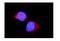 Aldehyde dehydrogenase, mitochondrial antibody, PB9472, Boster Biological Technology, Immunofluorescence image 
