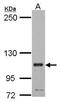 Kinesin-like protein KIF23 antibody, PA5-31773, Invitrogen Antibodies, Western Blot image 
