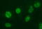 Ankyrin Repeat Domain 49 antibody, M14594, Boster Biological Technology, Immunofluorescence image 