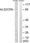 Calcium Responsive Transcription Factor antibody, A30570, Boster Biological Technology, Western Blot image 