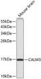 Calmodulin antibody, 14-065, ProSci, Western Blot image 