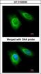 Zinc finger HIT domain-containing protein 1 antibody, GTX102030, GeneTex, Immunocytochemistry image 