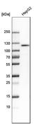 Chromodomain Helicase DNA Binding Protein 1 Like antibody, HPA027789, Atlas Antibodies, Western Blot image 