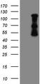 F-box/WD repeat-containing protein 7 antibody, TA802834BM, Origene, Western Blot image 