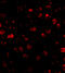 SATB Homeobox 1 antibody, 4631, ProSci, Immunofluorescence image 