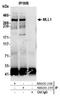 p180 antibody, NB600-249, Novus Biologicals, Western Blot image 