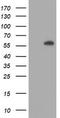 Akt antibody, TA504230S, Origene, Western Blot image 