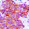Claudin 5 antibody, LS-C352946, Lifespan Biosciences, Immunohistochemistry frozen image 