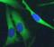 PDE5A antibody, FNab06256, FineTest, Immunofluorescence image 