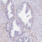 Protein FAM107A antibody, HPA055888, Atlas Antibodies, Immunohistochemistry frozen image 