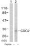 Cyclin Dependent Kinase 1 antibody, AP02675PU-N, Origene, Western Blot image 
