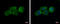 Integrator Complex Subunit 13 antibody, GTX120137, GeneTex, Immunocytochemistry image 