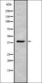 Replication factor C subunit 3 antibody, orb337396, Biorbyt, Western Blot image 