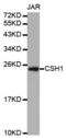 Chorionic somatomammotropin hormone antibody, abx001607, Abbexa, Western Blot image 