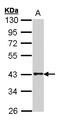Free fatty acid receptor 4 antibody, LS-B9386, Lifespan Biosciences, Western Blot image 