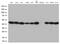 Proteasome subunit alpha type-1 antibody, CF812757, Origene, Western Blot image 