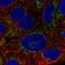 Absent In Melanoma 2 antibody, HPA040309, Atlas Antibodies, Immunocytochemistry image 