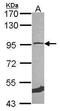 DNA replication licensing factor MCM5 antibody, PA5-29913, Invitrogen Antibodies, Western Blot image 