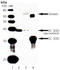 Superoxide Dismutase 3 antibody, ADI-SOD-106-D, Enzo Life Sciences, Western Blot image 