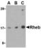 Ras Homolog, MTORC1 Binding antibody, TA306216, Origene, Western Blot image 