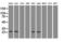 Neurogenin 1 antibody, LS-C114469, Lifespan Biosciences, Western Blot image 