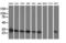 Sepiapterin Reductase antibody, LS-C115789, Lifespan Biosciences, Western Blot image 