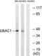 UBA Domain Containing 1 antibody, TA315052, Origene, Western Blot image 