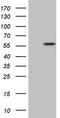 4-Aminobutyrate Aminotransferase antibody, CF806966, Origene, Western Blot image 
