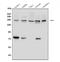 Collagen Type I Alpha 1 Chain antibody, PA2140-1, Boster Biological Technology, Flow Cytometry image 