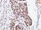 ZFP42 Zinc Finger Protein antibody, orb69634, Biorbyt, Immunohistochemistry paraffin image 