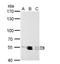 LYN Proto-Oncogene, Src Family Tyrosine Kinase antibody, NBP2-17188, Novus Biologicals, Western Blot image 