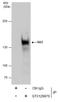 Cohesin subunit SA-2 antibody, GTX129876, GeneTex, Immunoprecipitation image 