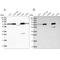 GLGB antibody, NBP1-85876, Novus Biologicals, Western Blot image 
