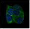 Y-Box Binding Protein 1 antibody, M01054, Boster Biological Technology, Immunofluorescence image 