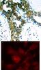 Alpha-PAK antibody, 79-346, ProSci, Immunohistochemistry frozen image 