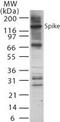 SARS Spike glycoprotein antibody, PA1-41513, Invitrogen Antibodies, Western Blot image 
