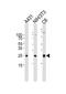 Rac Family Small GTPase 1 antibody, M00041-1, Boster Biological Technology, Western Blot image 