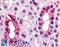 Vomeronasal 1 Receptor 1 antibody, LS-A3460, Lifespan Biosciences, Immunohistochemistry frozen image 