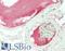 C-Reactive Protein antibody, LS-B14344, Lifespan Biosciences, Immunohistochemistry paraffin image 