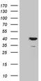 APOL1 antibody, CF812037, Origene, Western Blot image 