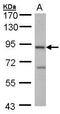 Cbl Proto-Oncogene B antibody, GTX102389, GeneTex, Western Blot image 