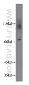 Potassium voltage-gated channel subfamily A member 4 antibody, 19697-1-AP, Proteintech Group, Western Blot image 