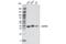 GAPDH antibody, 51332S, Cell Signaling Technology, Western Blot image 