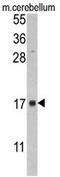 FKBP Prolyl Isomerase 2 antibody, AP17383PU-N, Origene, Western Blot image 