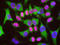 Lamin A/C antibody, LS-C204533, Lifespan Biosciences, Immunocytochemistry image 