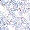 Toll Like Receptor 2 antibody, A00131-2, Boster Biological Technology, Immunohistochemistry frozen image 