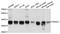 Dimethylarginine Dimethylaminohydrolase 1 antibody, A10295, ABclonal Technology, Western Blot image 