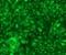 CD207 Molecule antibody, DDX0360P-100, Novus Biologicals, Immunocytochemistry image 
