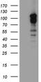 Disks large-associated protein 3 antibody, CF811499, Origene, Western Blot image 